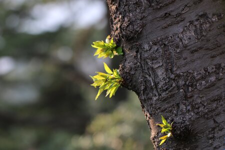 Germination spring natural