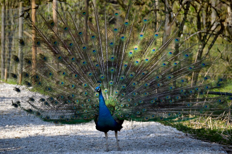 Peacock feathers colorful animal photo