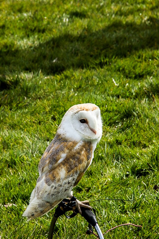 Bird of prey screech owl bird