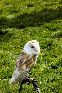 Bird of prey screech owl bird
