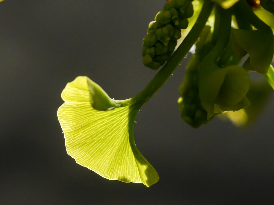 Spring leaf leaf sprouting
