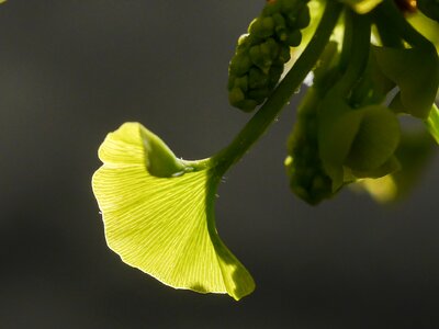 Spring leaf leaf sprouting photo