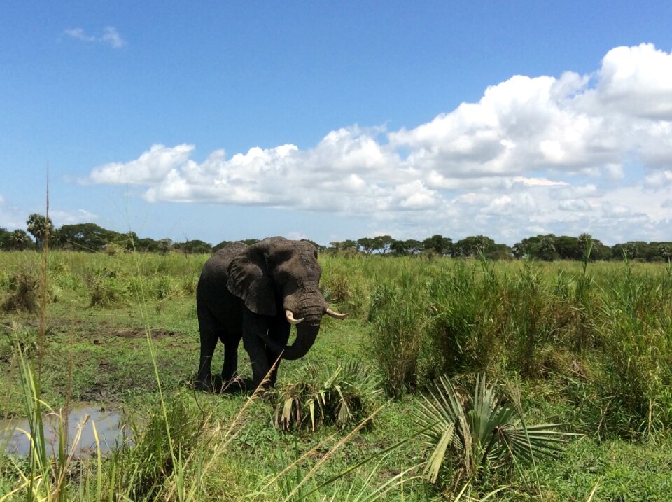 Game drive murchison national park murchison falls national park