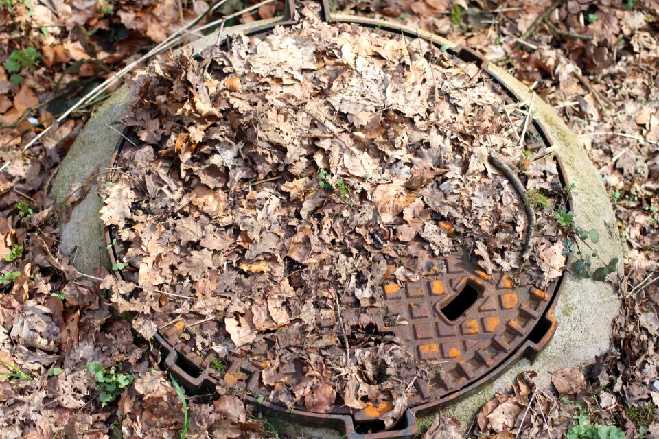 Brown forest forest floor