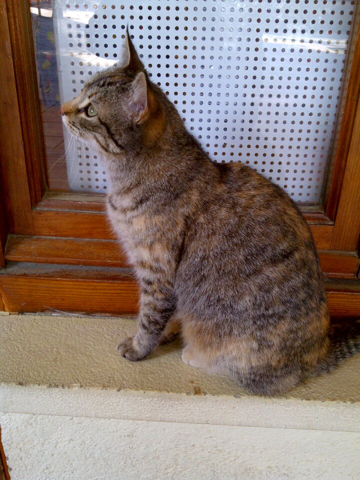 Cute feline cute cat
