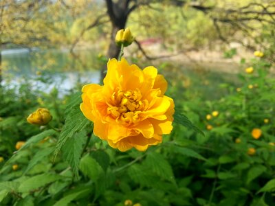Plants nature crush