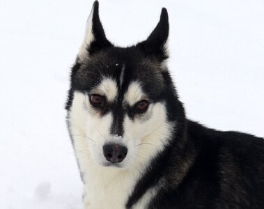 Husky snow portrait