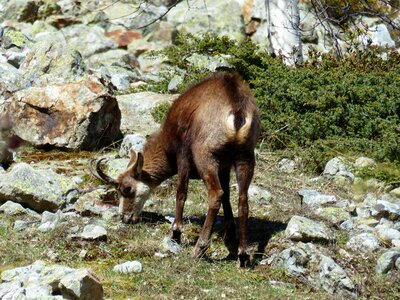 Wild chamois mountain