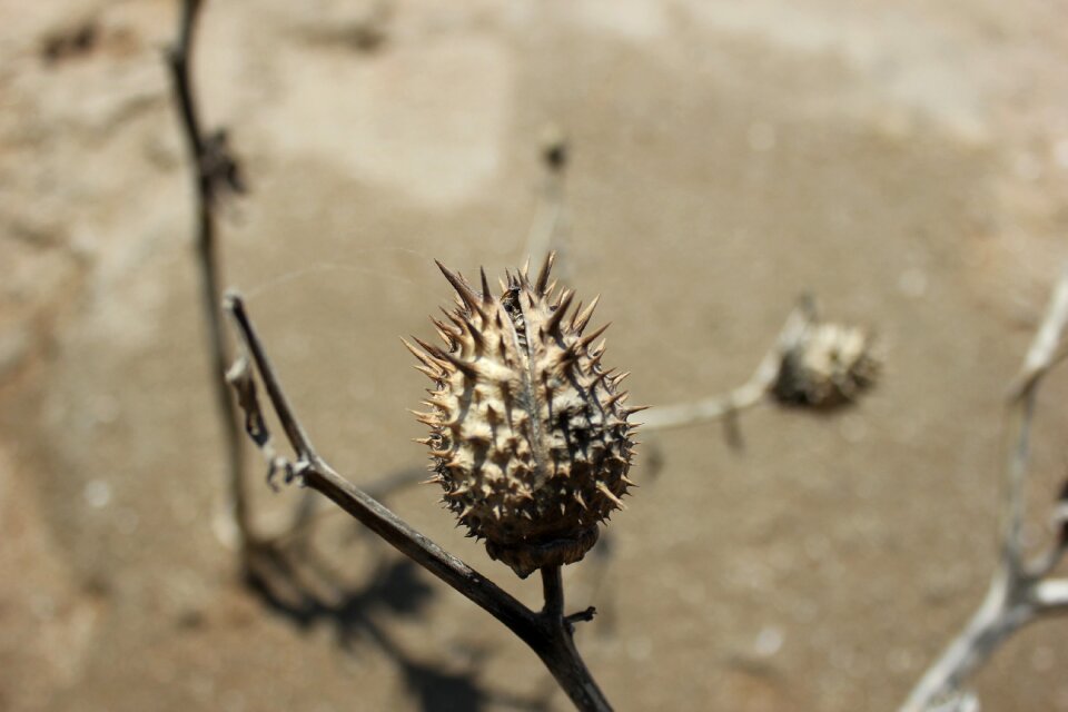 Plant thorn shriveled