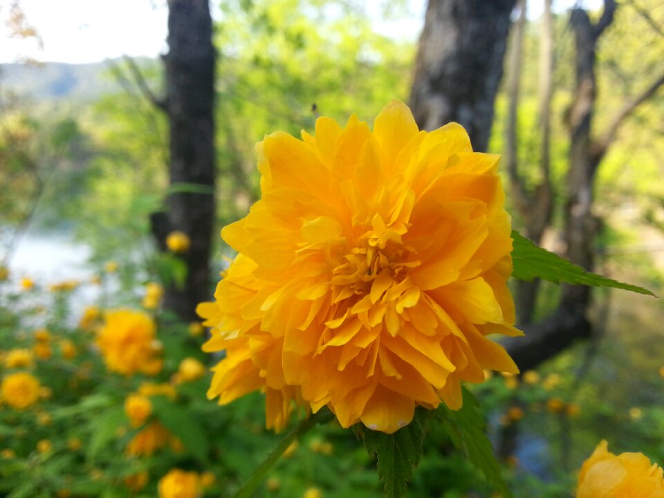 Plants nature crush