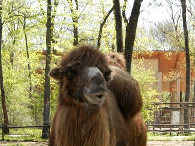 Camel watch zoo