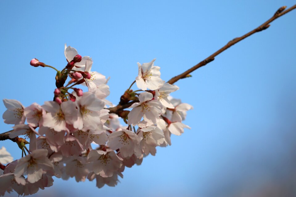 Spring cherry blossom flower