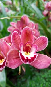 Real shot flower sea of flowers beautiful wallpaper