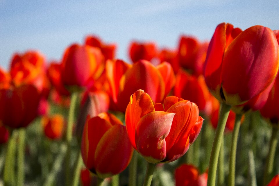 Tulip fields flower flowers