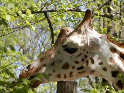 Animal spotted meal