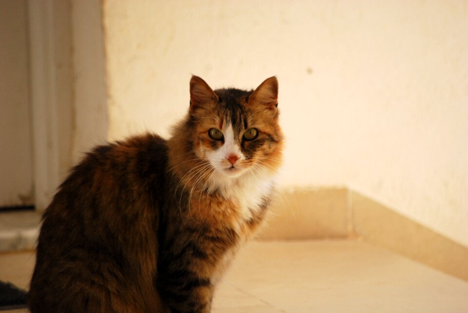 Cat feline pet