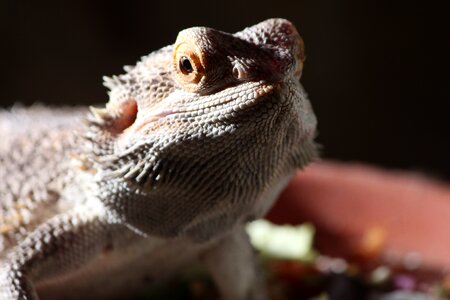 Attention reptile lizard