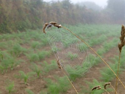 Dewdrop autumn mood spin