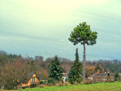 Pine village idyll