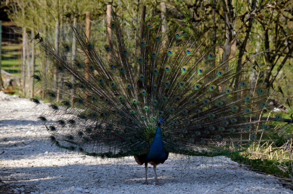 Peacock feathers colorful animal