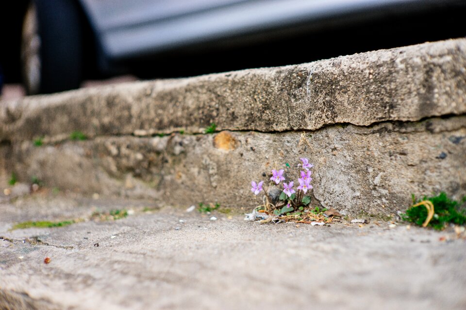 Flowers violet spring