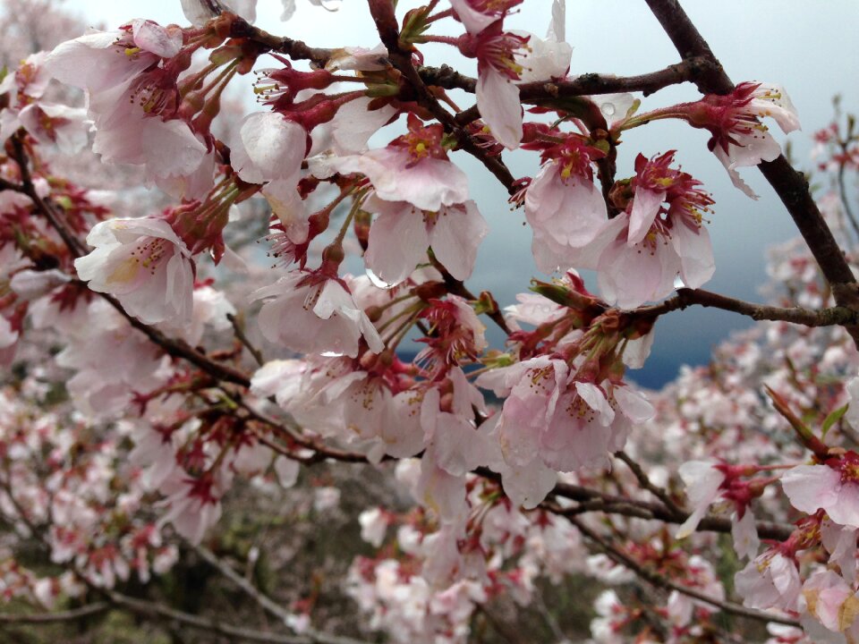 Co higanzakura nagano spring