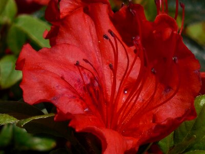 Green spring red