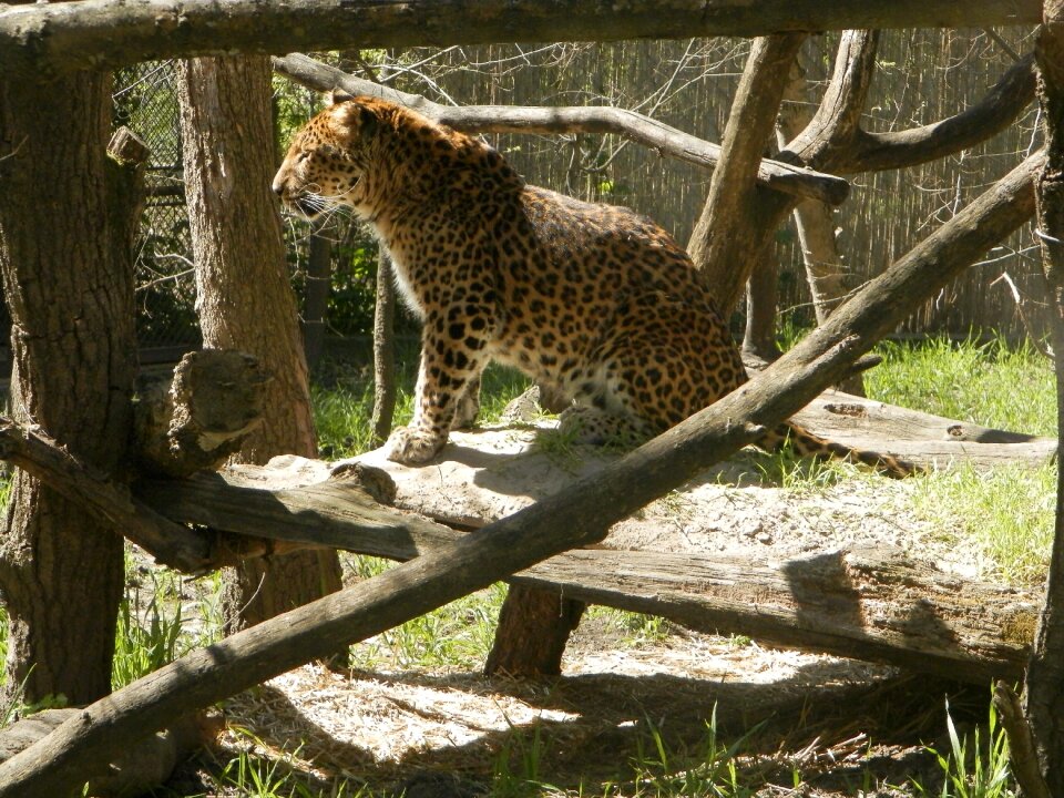 Animal feline big cat