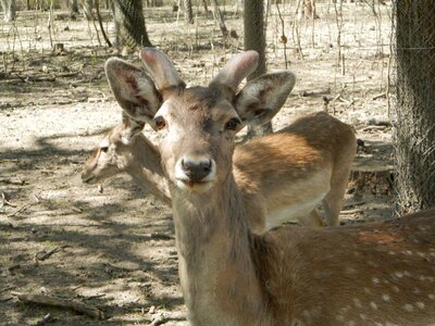 Zoo deer watch