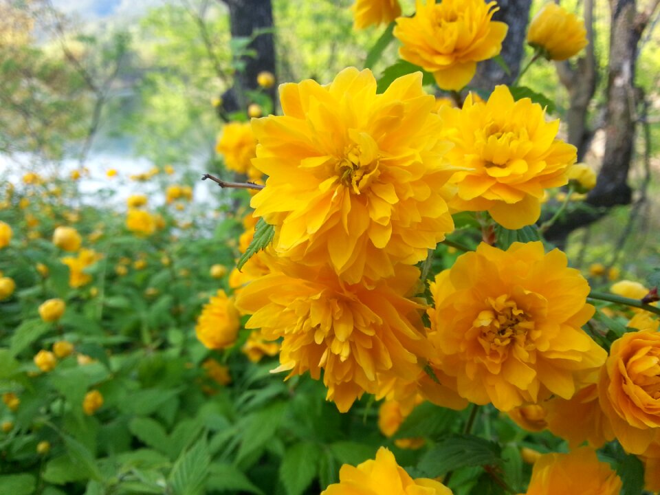 Plants nature crush