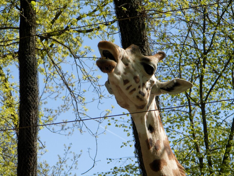 Zoo animal spotted