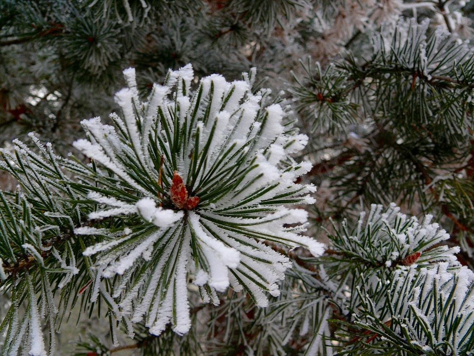 Christmas new year