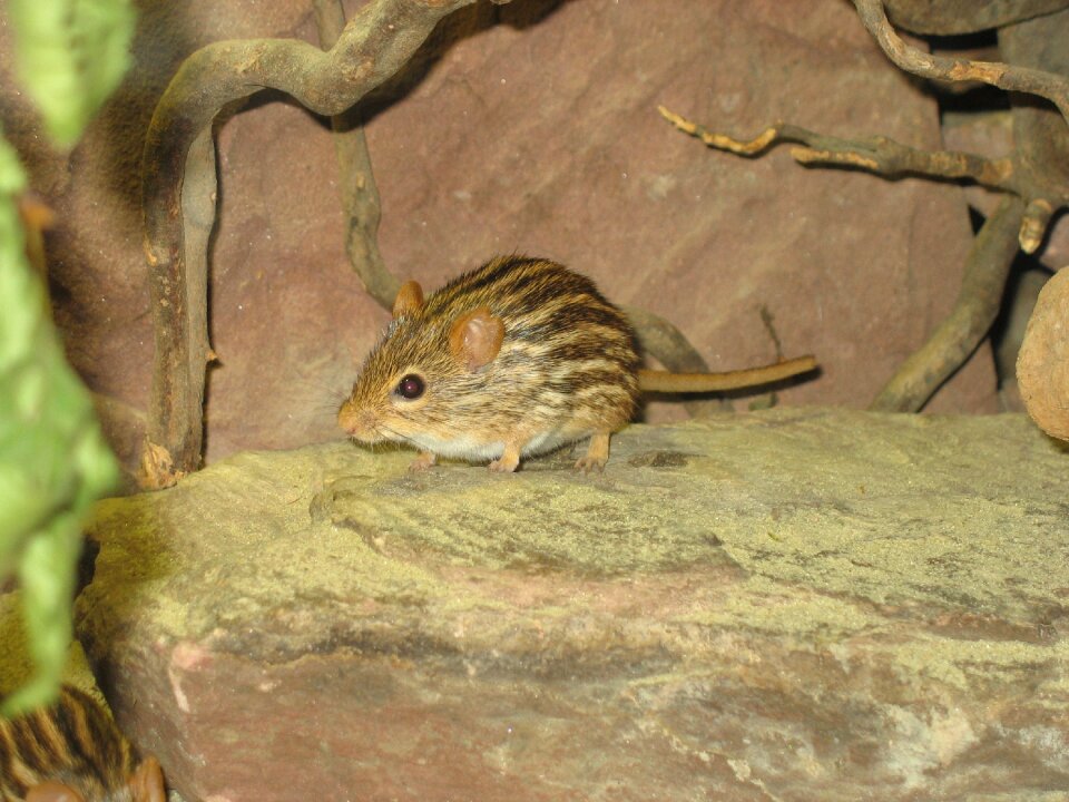 Sweet mouse brown mouse zoo