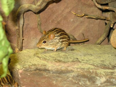 Sweet mouse brown mouse zoo