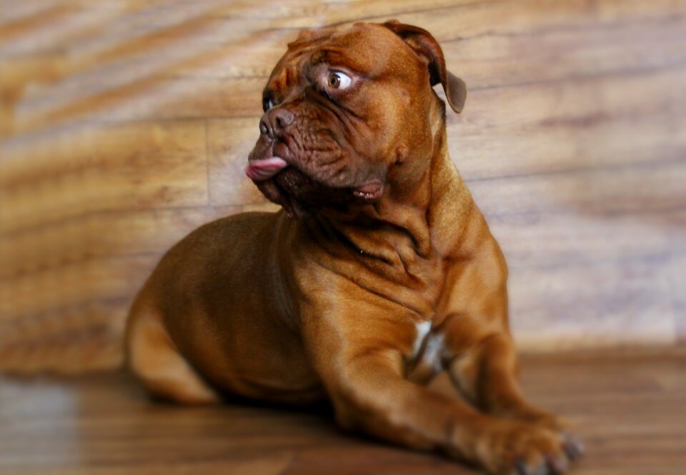Animal mammal french mastiff