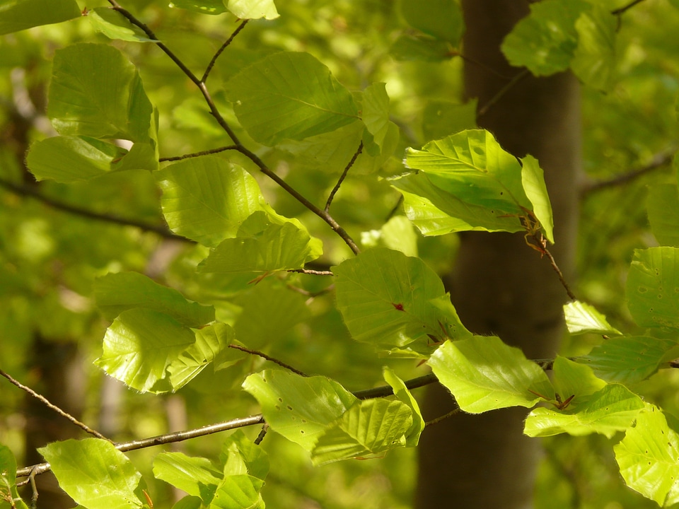 Branch light forest