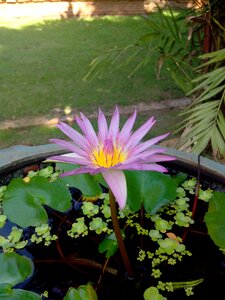 Bua toom lotus flowers photo