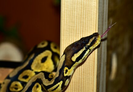 Cute constrictor beauty
