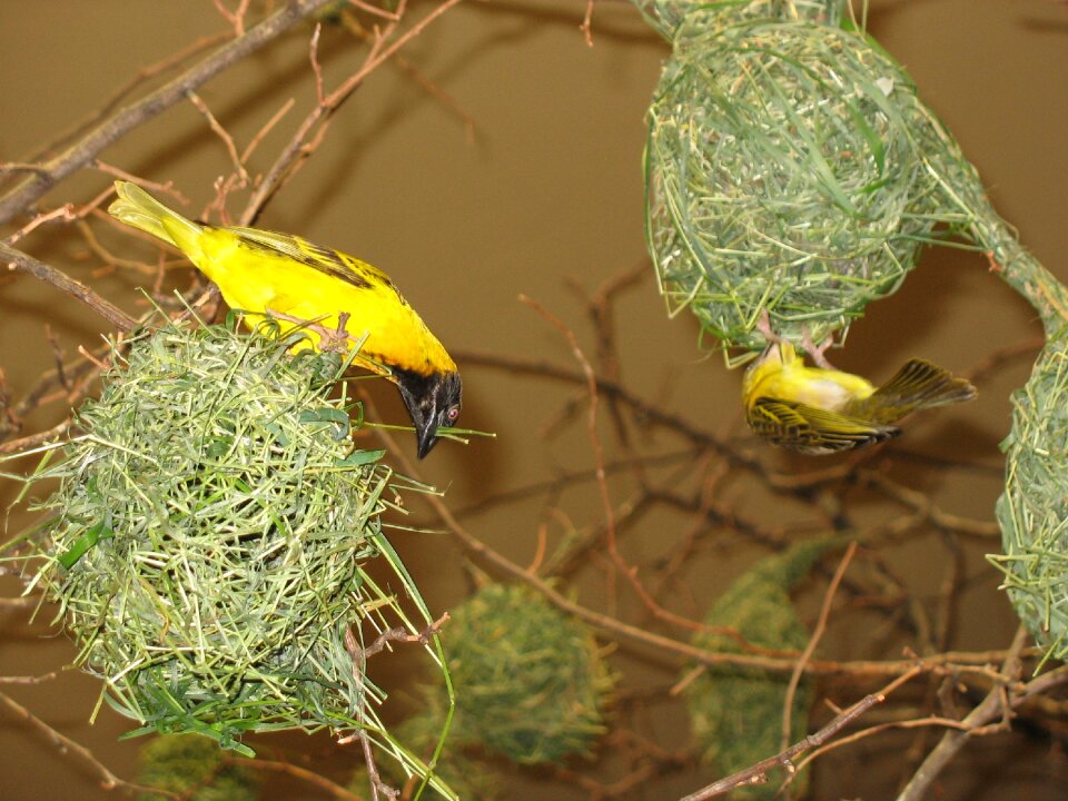 Bird's nest bird builds nest zoo