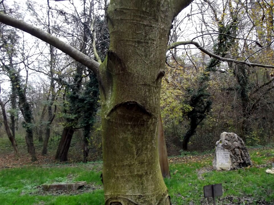 Autumn facial nature