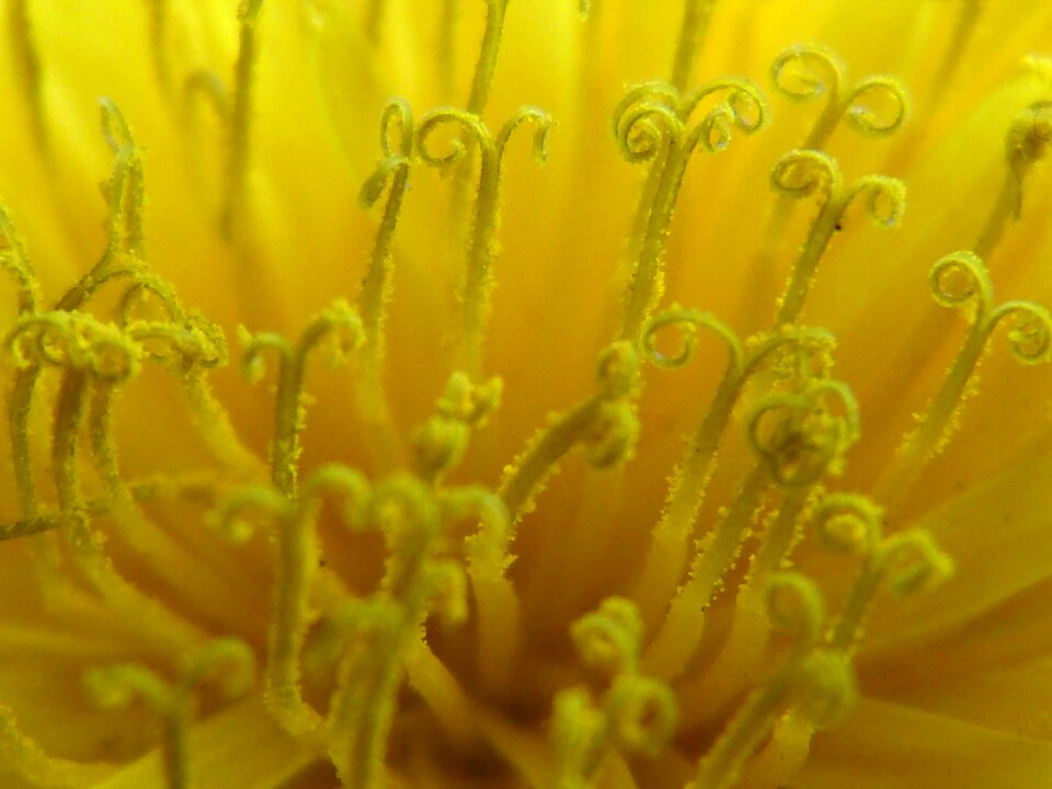 Close up macro stamp