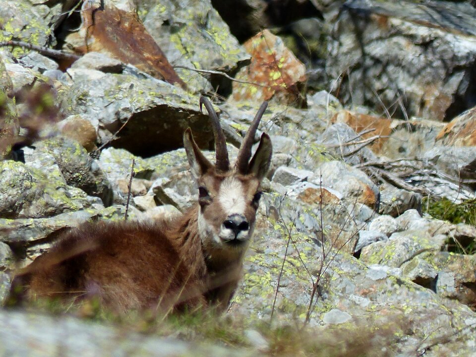 Wild chamois mountain