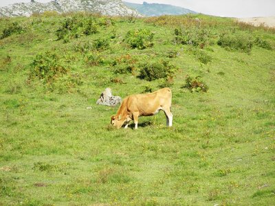 Picos de europa livestock nature photo