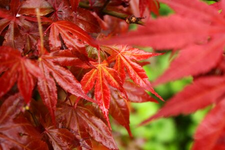 Leaf maple red