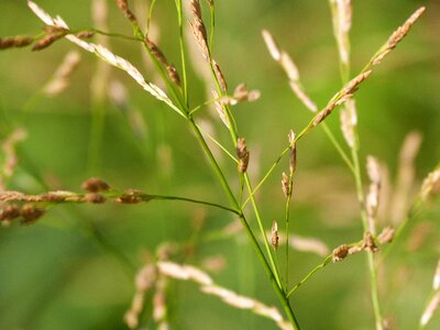 Plant macro wild grasses
