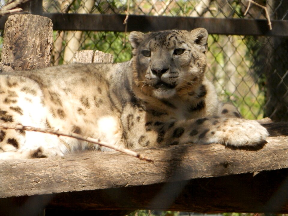 Animal feline big cat