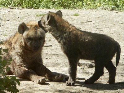 Spotted hyena puppy zoo photo
