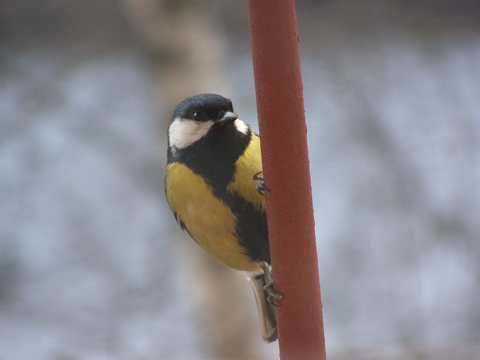 Yellow-cheeked black-breasted major