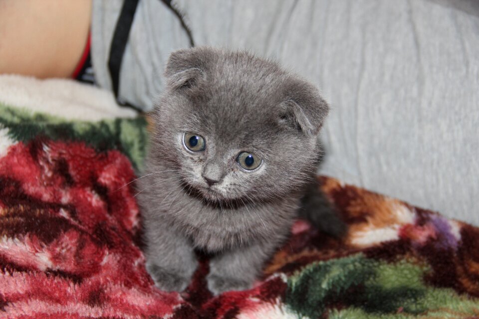 Cat grey persian cat