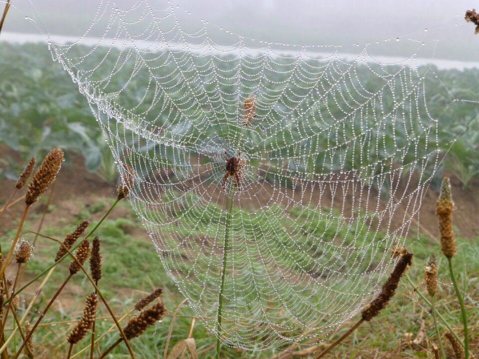 Dewdrop autumn mood spin